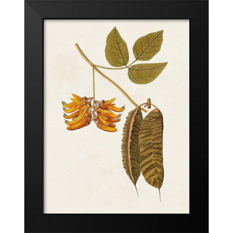 Exotic Botanicals VI Black Modern Wood Framed Art Print by Unknown