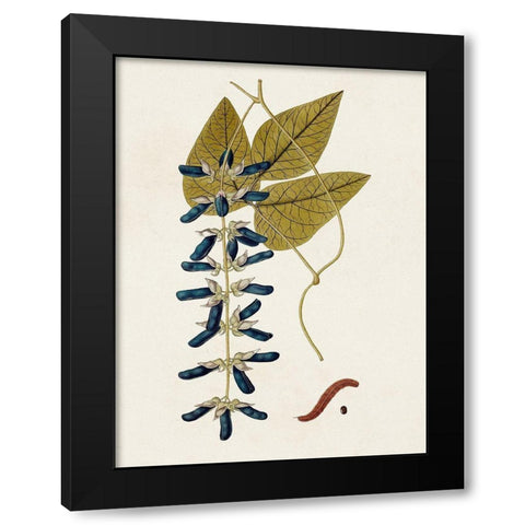 Exotic Botanicals VIII Black Modern Wood Framed Art Print by Unknown