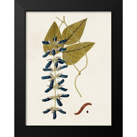 Exotic Botanicals VIII Black Modern Wood Framed Art Print by Unknown