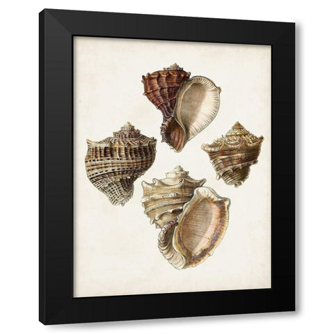 Sowerby Shells I Black Modern Wood Framed Art Print with Double Matting by Sowerby, James
