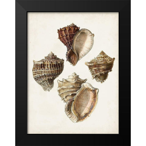 Sowerby Shells I Black Modern Wood Framed Art Print by Sowerby, James