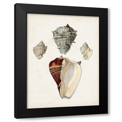 Sowerby Shells II Black Modern Wood Framed Art Print with Double Matting by Sowerby, James