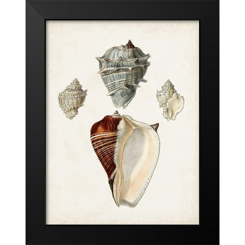 Sowerby Shells II Black Modern Wood Framed Art Print by Sowerby, James