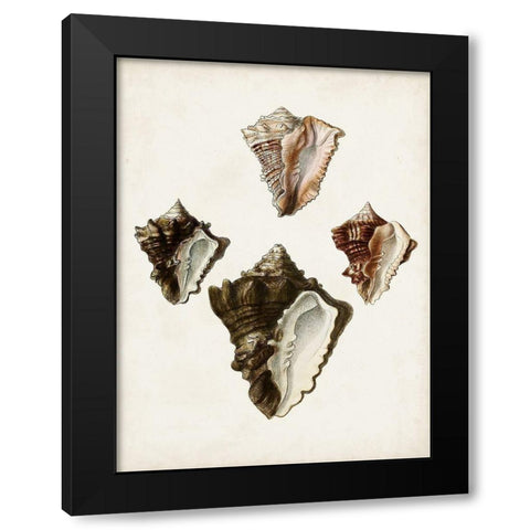 Sowerby Shells III Black Modern Wood Framed Art Print with Double Matting by Sowerby, James