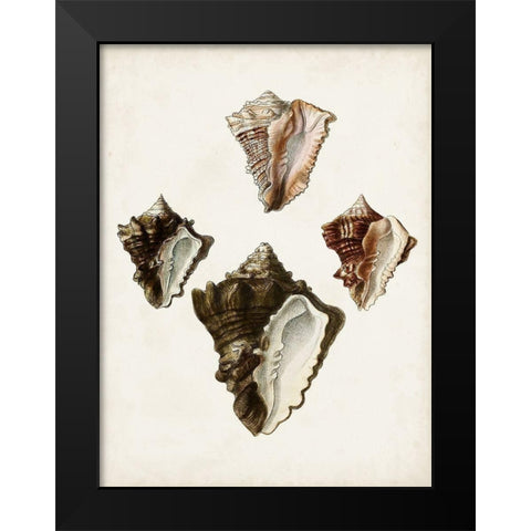 Sowerby Shells III Black Modern Wood Framed Art Print by Sowerby, James