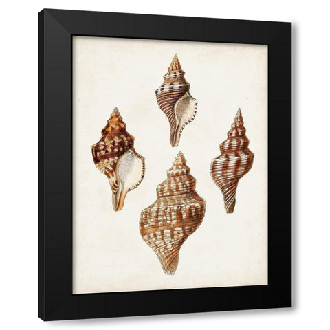 Sowerby Shells IV Black Modern Wood Framed Art Print by Sowerby, James