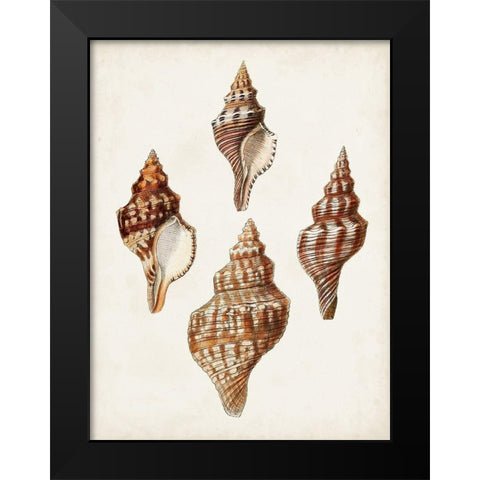 Sowerby Shells IV Black Modern Wood Framed Art Print by Sowerby, James