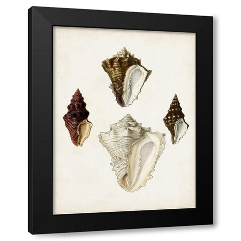 Sowerby Shells V Black Modern Wood Framed Art Print with Double Matting by Sowerby, James