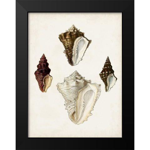 Sowerby Shells V Black Modern Wood Framed Art Print by Sowerby, James