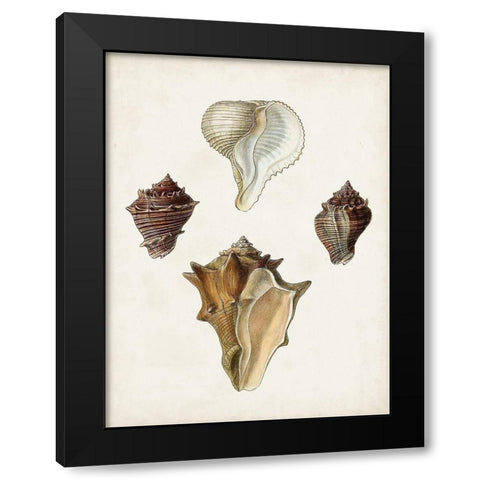 Sowerby Shells VI Black Modern Wood Framed Art Print with Double Matting by Sowerby, James