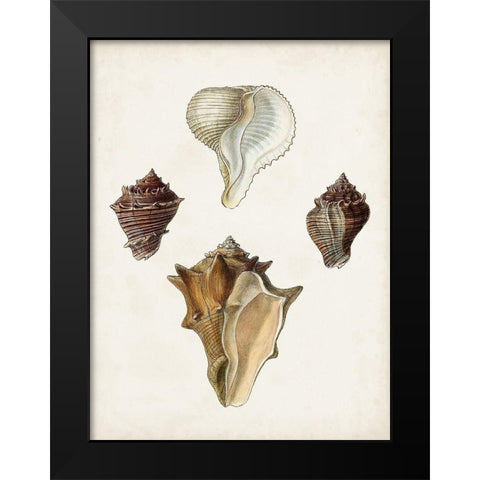 Sowerby Shells VI Black Modern Wood Framed Art Print by Sowerby, James