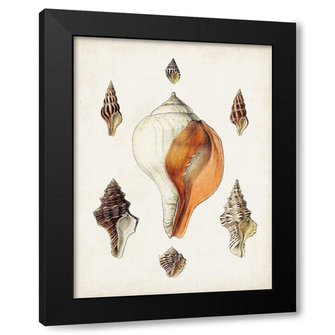 Sowerby Shells VII Black Modern Wood Framed Art Print with Double Matting by Sowerby, James