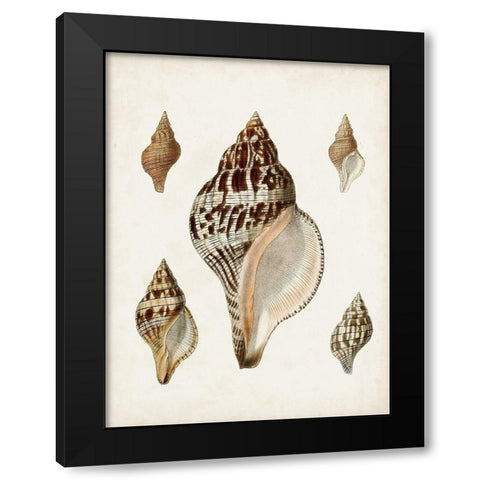 Sowerby Shells VIII Black Modern Wood Framed Art Print by Sowerby, James