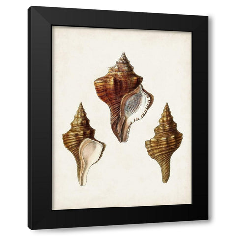 Sowerby Shells IX Black Modern Wood Framed Art Print with Double Matting by Sowerby, James