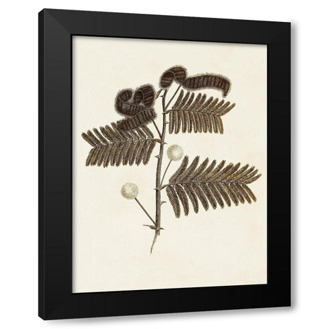 Sepia Botanicals I Black Modern Wood Framed Art Print with Double Matting by Vision Studio