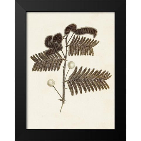 Sepia Botanicals I Black Modern Wood Framed Art Print by Vision Studio