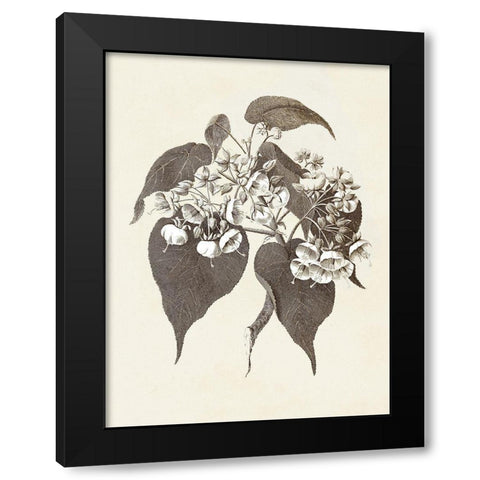 Sepia Botanicals II Black Modern Wood Framed Art Print with Double Matting by Vision Studio