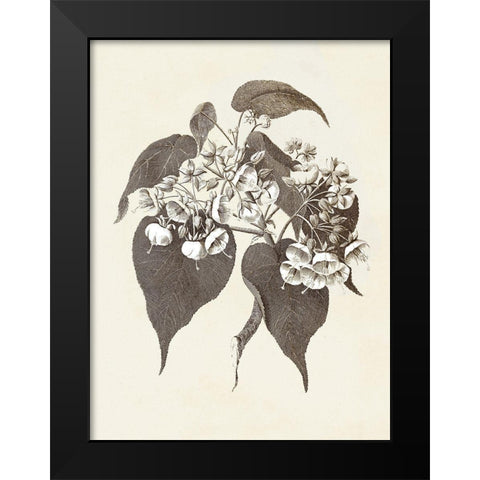 Sepia Botanicals II Black Modern Wood Framed Art Print by Vision Studio