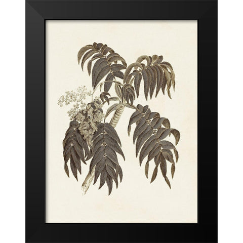 Sepia Botanicals III Black Modern Wood Framed Art Print by Vision Studio