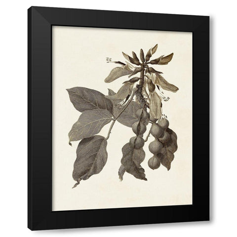 Sepia Botanicals IV Black Modern Wood Framed Art Print with Double Matting by Vision Studio