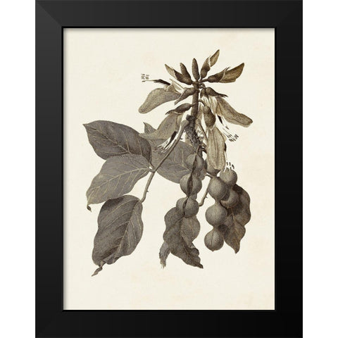 Sepia Botanicals IV Black Modern Wood Framed Art Print by Vision Studio