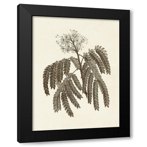 Sepia Botanicals V Black Modern Wood Framed Art Print with Double Matting by Vision Studio