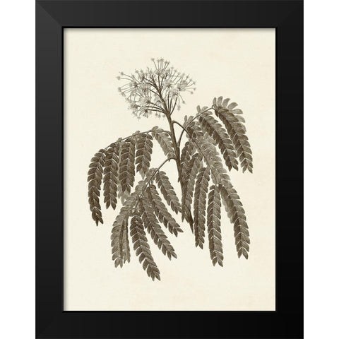 Sepia Botanicals V Black Modern Wood Framed Art Print by Vision Studio