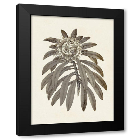 Sepia Botanicals VI Black Modern Wood Framed Art Print with Double Matting by Vision Studio