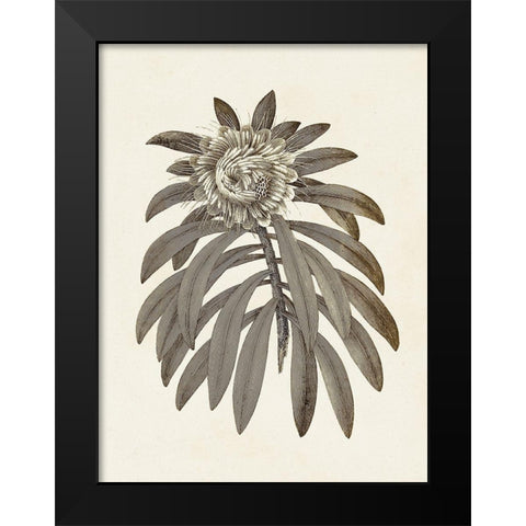 Sepia Botanicals VI Black Modern Wood Framed Art Print by Vision Studio