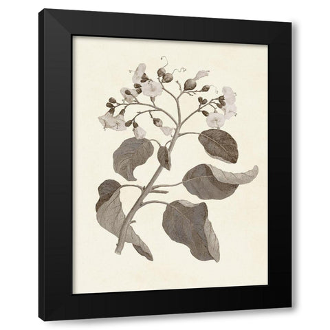 Sepia Botanicals VII Black Modern Wood Framed Art Print with Double Matting by Vision Studio
