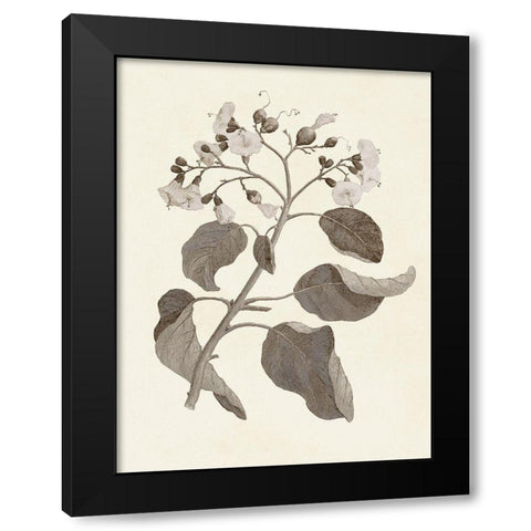 Sepia Botanicals VII Black Modern Wood Framed Art Print by Vision Studio