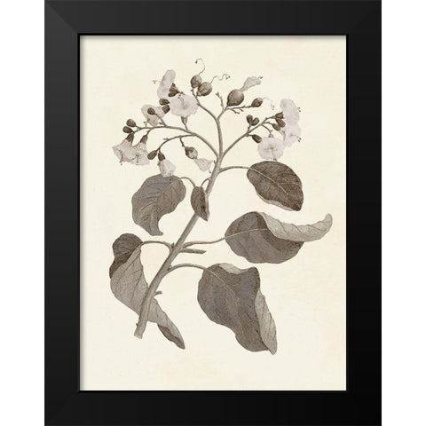 Sepia Botanicals VII Black Modern Wood Framed Art Print by Vision Studio