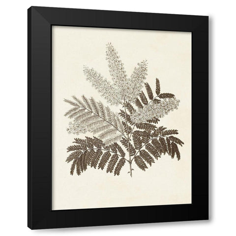 Sepia Botanicals VIII Black Modern Wood Framed Art Print with Double Matting by Vision Studio