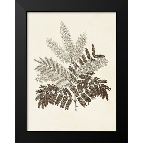 Sepia Botanicals VIII Black Modern Wood Framed Art Print by Vision Studio