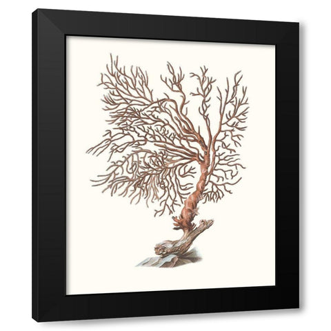 Terra Cotta Coral I Black Modern Wood Framed Art Print by Unknown
