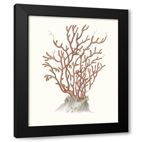 Terra Cotta Coral II Black Modern Wood Framed Art Print by Unknown