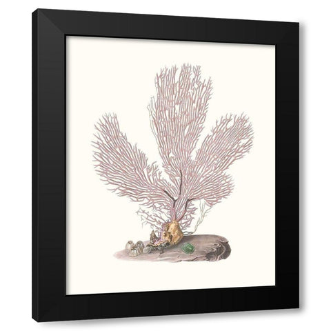 Terra Cotta Coral IV Black Modern Wood Framed Art Print by Unknown