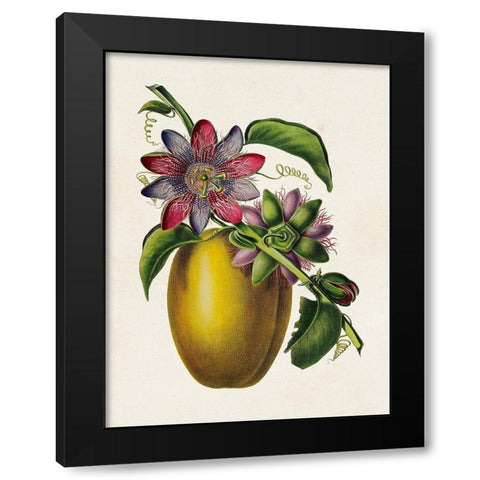Fruit of the Tropics II Black Modern Wood Framed Art Print by Unknown