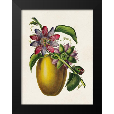 Fruit of the Tropics II Black Modern Wood Framed Art Print by Unknown
