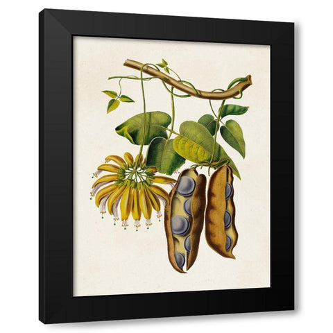Fruit of the Tropics III Black Modern Wood Framed Art Print with Double Matting by Unknown