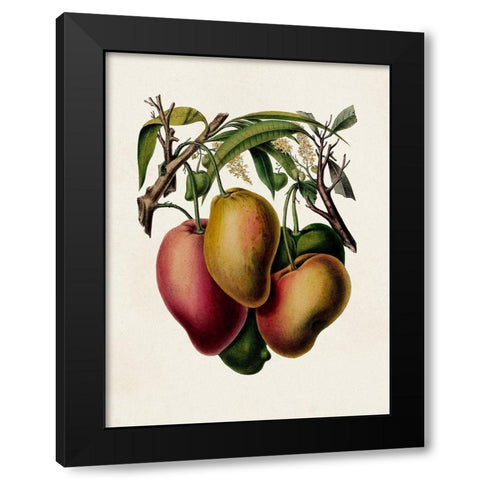Fruit of the Tropics V Black Modern Wood Framed Art Print by Unknown