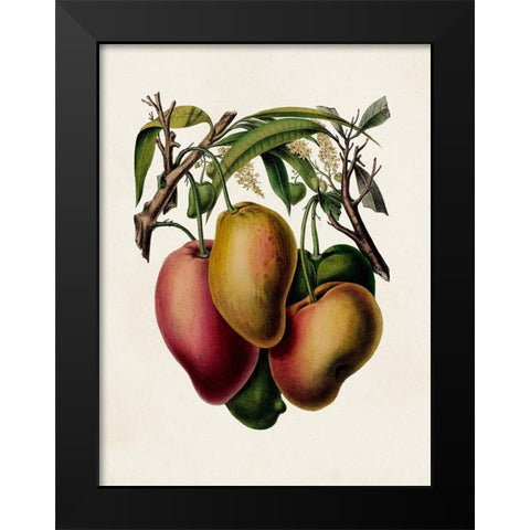 Fruit of the Tropics V Black Modern Wood Framed Art Print by Unknown