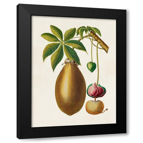 Fruit of the Tropics VII Black Modern Wood Framed Art Print with Double Matting by Unknown
