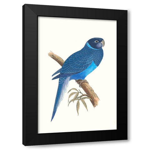 Blue Parrots I Black Modern Wood Framed Art Print with Double Matting by Vision Studio