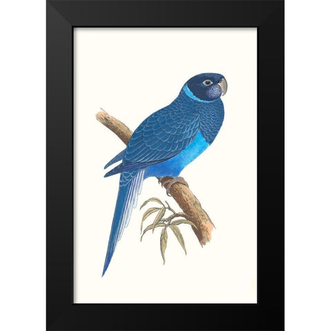 Blue Parrots I Black Modern Wood Framed Art Print by Vision Studio