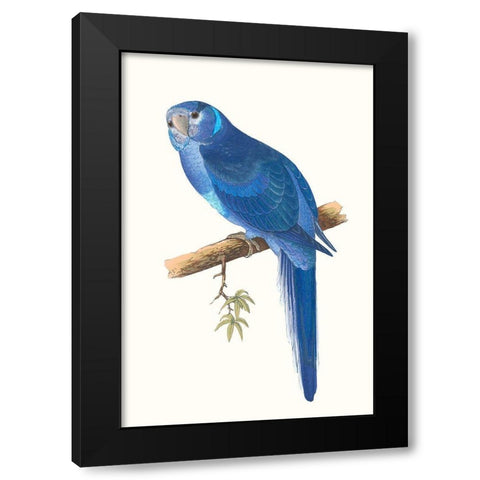 Blue Parrots II Black Modern Wood Framed Art Print with Double Matting by Vision Studio