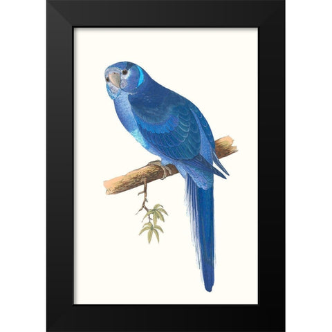 Blue Parrots II Black Modern Wood Framed Art Print by Vision Studio