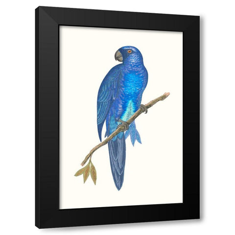 Blue Parrots III Black Modern Wood Framed Art Print with Double Matting by Vision Studio