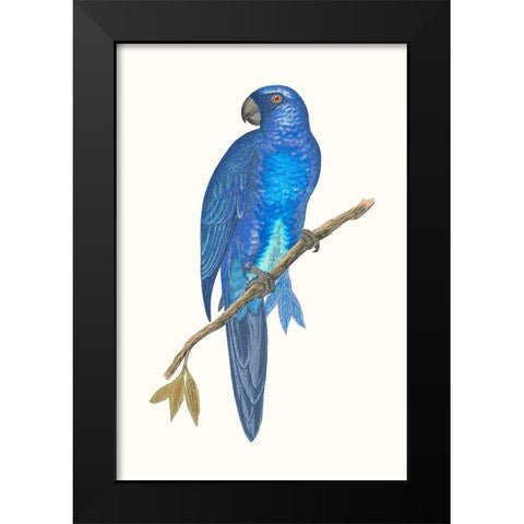 Blue Parrots III Black Modern Wood Framed Art Print by Vision Studio