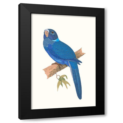 Blue Parrots IV Black Modern Wood Framed Art Print with Double Matting by Vision Studio